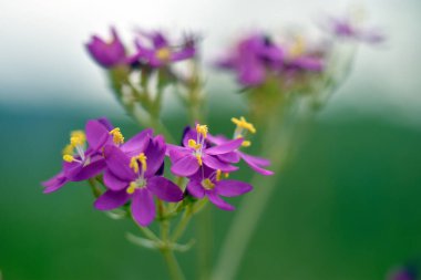 Avrupa centaury 'nin pembe çiçekleri (Centaurium erythraea)