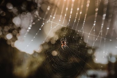 Multiple exposure of spider in web sparkling with dew clipart