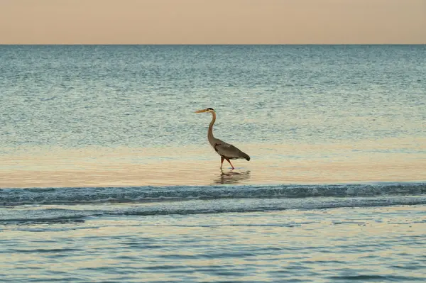 stock image Great blue heron sunset wading in Florida Gulf Coast waters