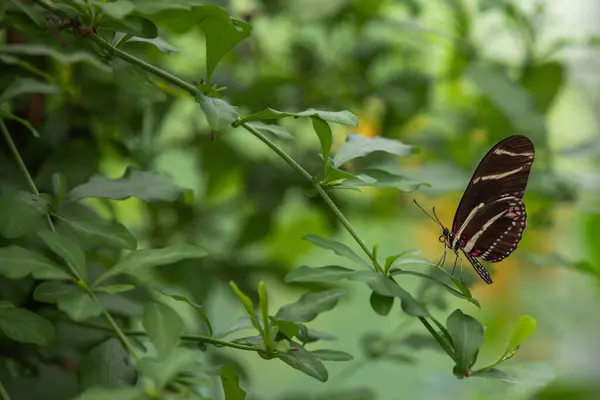 stock image Zebra butterfly with striped wings resting on green leaves