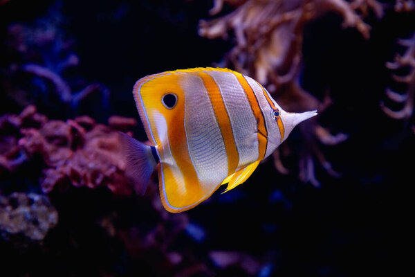 Striped yellow and white tropical fish swimming near a coral reef