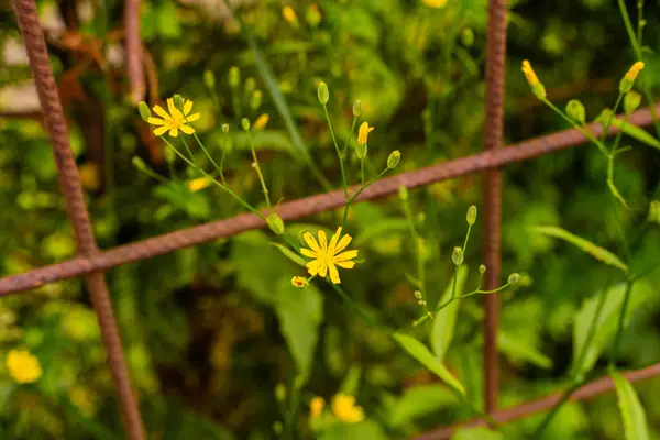 stock image Little yellow flowers growing through a fence