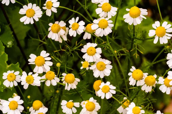 Stock image Pretty Feverfew flowers Growing in a garden