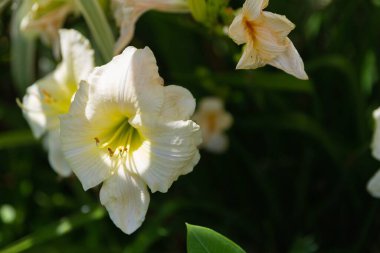 Güneşli bir günde Beyaz Zambak Bahçede açıyor