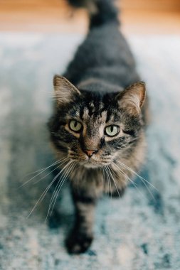 Siyah bir Maine Rakunu kameraya bakıyor.