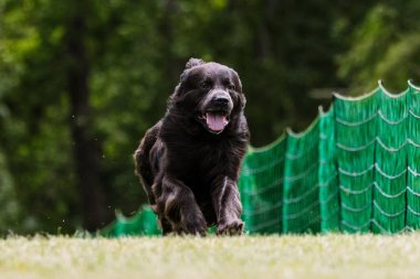 Siyah Newfoundland çimlerde köpek sporu yaparak yem atıyor.
