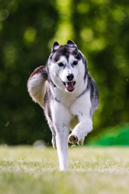 Sibirya Husky 'si çimlerde köpek sporu yaparak yem atıyor.