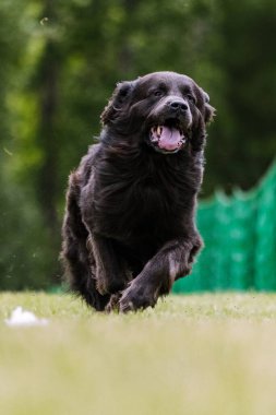 Black Newfoundland running lure coursing dog sport in grass clipart