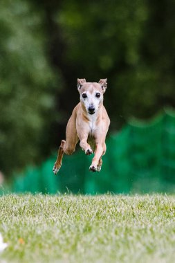 Tan Italian Greyhound otların arasında köpek sporu yapıyor.