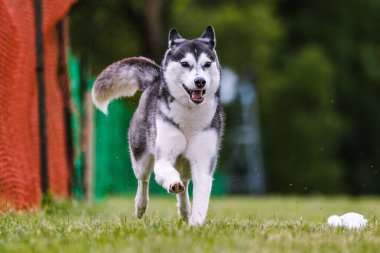 Siberian Husky running lure coursing dog sport in grass clipart