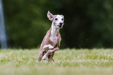 İtalyan Greyhound otların arasında köpek sporu yapıyor.