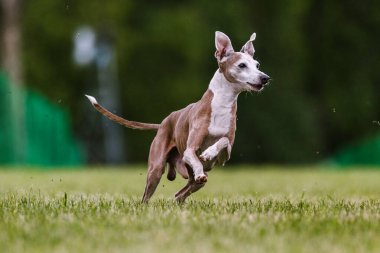 İtalyan Greyhound otların arasında köpek sporu yapıyor.