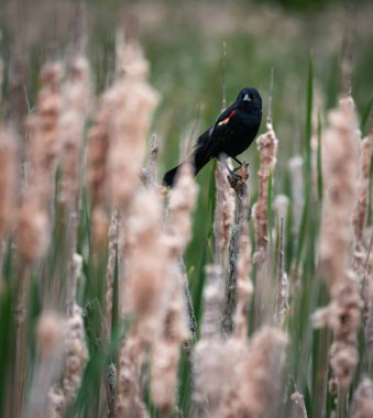 Kırmızı kanatlı kara kuş yaz günü nemli boğa tepelerine tünedi..