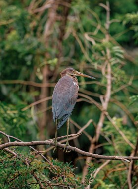 Balıkçıl, sulak alanlara tünemiş.