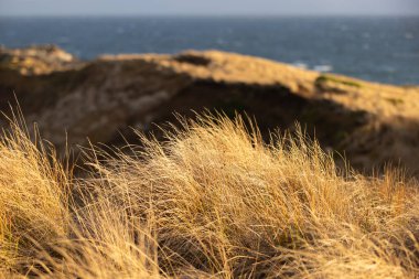 Sahildeki bir yamaçta altın çimenler ve arka planda okyanus.