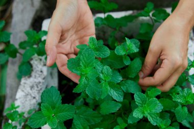 Sebze bahçesindeki nane yapraklarına dokunan bir kadın eli.