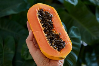 Kırpılmış el kavrulmuş papaya