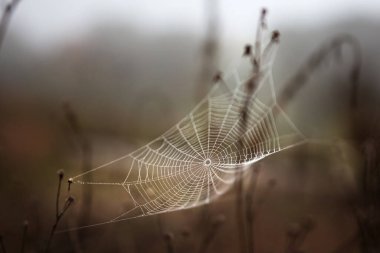 Alandaki detaylı örümcek ağının resmini kapat