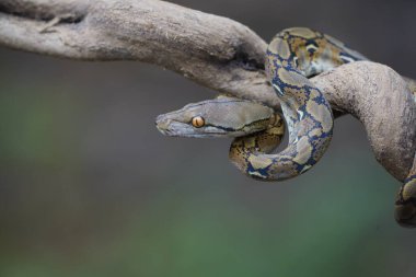 python on the trunk ( python reticulatus ) clipart