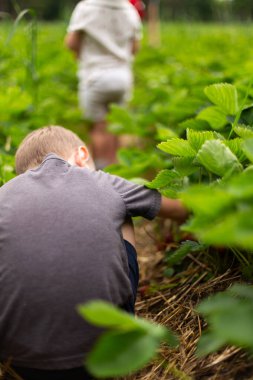 Young boy picking strawberries in field clipart