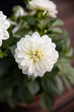 Yeşil yapraklı beyaz Dahlia çiçeği 