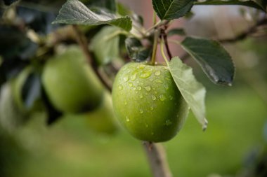 Ağaçta yağmur damlaları olan yeşil elma