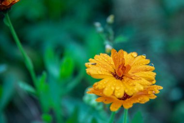 Yazın yağmurdan sonra kadife çiçeği.