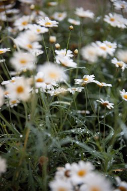 Çiçek bahçesinde papatyalar