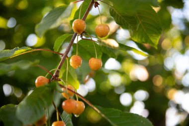 Akşam güneşinde sarı kiraz