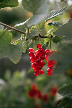Kırmızı üzümlü Ribes yeşil yapraklarla sarkıyor