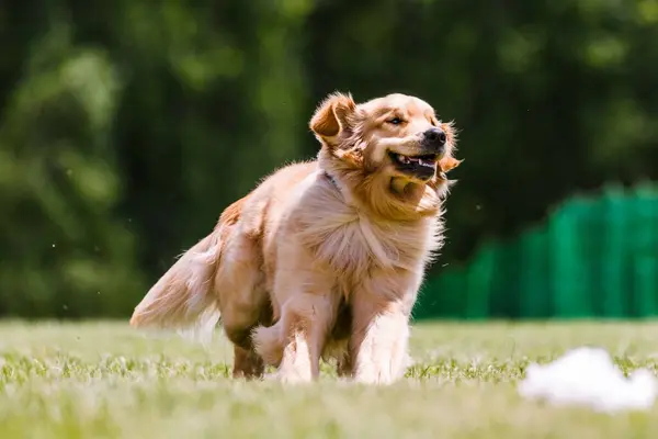 Stock image Golden Retriever running lure course dog sport