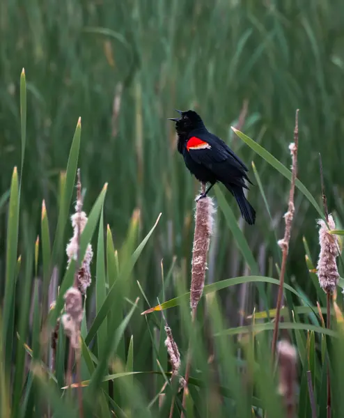 Stock image Red-winged black bird callling while perched on wetland bullrushes.