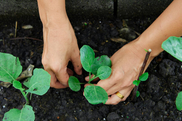 Обрезанная рука женщины ухаживает за саженцами капусты в огороде