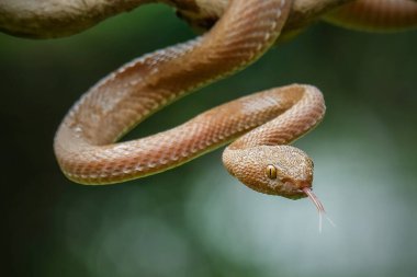 Hazır ol, Pembe Viper, Mangrove Viper