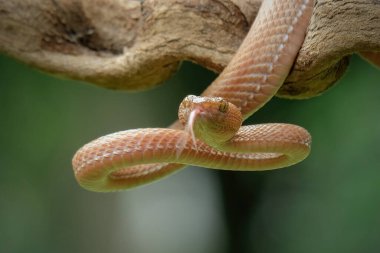 Hazır ol, Pembe Viper, Mangrove Viper