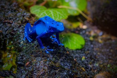 Mavi zehirli ok kurbağası
