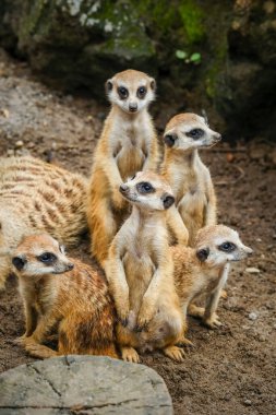 A group of cute meerkats clipart