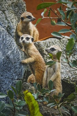 A group of cute meerkats clipart