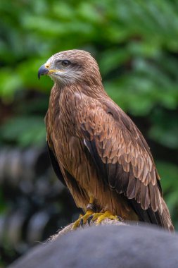 Brahminy Uçurtma Kartal Kuşu Ayrıntıları Kapat