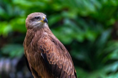Brahminy Uçurtma Kartal Kuşu Ayrıntıları Kapat