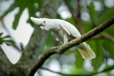 Bir ağaçta sülfür armalı kakadu (Cacatua galerita)
