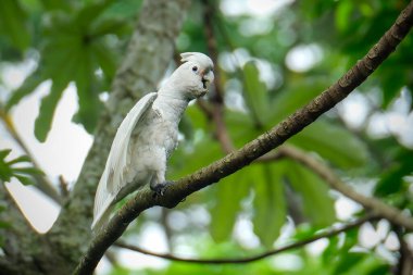 Bir ağaçta sülfür armalı kakadu (Cacatua galerita)
