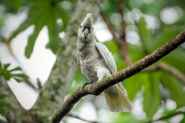 Bir ağaçta sülfür armalı kakadu (Cacatua galerita)