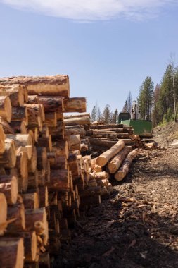 Oduncunun yanına istiflenmiş orman yangınından yanmış kereste yığını..