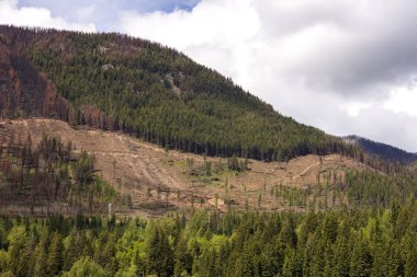 British Columbia 'daki yangından sonra dağ manzarası açık..