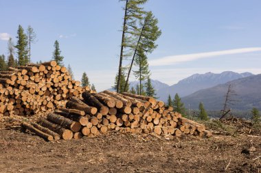 Ağaç kesiciler dağ yamacındaki yığınlarda orman yangınından kesilmiş keresteler yığarlar..