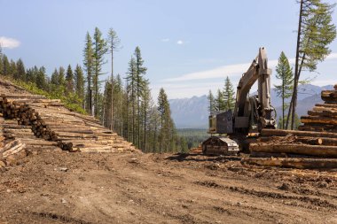 Ağır makine yığınları, BC 'deki yangından sonra yanmış keresteyi kütüğe kaydetti..