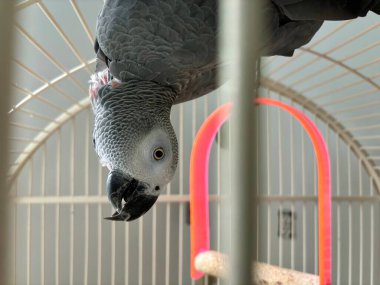 Afrikalı gri papağan bir kafesin içinde baş aşağı asılı duruyor.