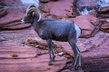 Ram, Zion 'un Kızıl Kayalıklarında