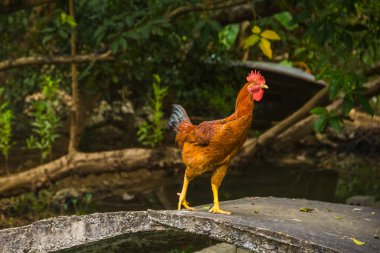 Taştan Köprüde Yürüyen Horoz